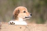CORGI PEMBROKE 1327